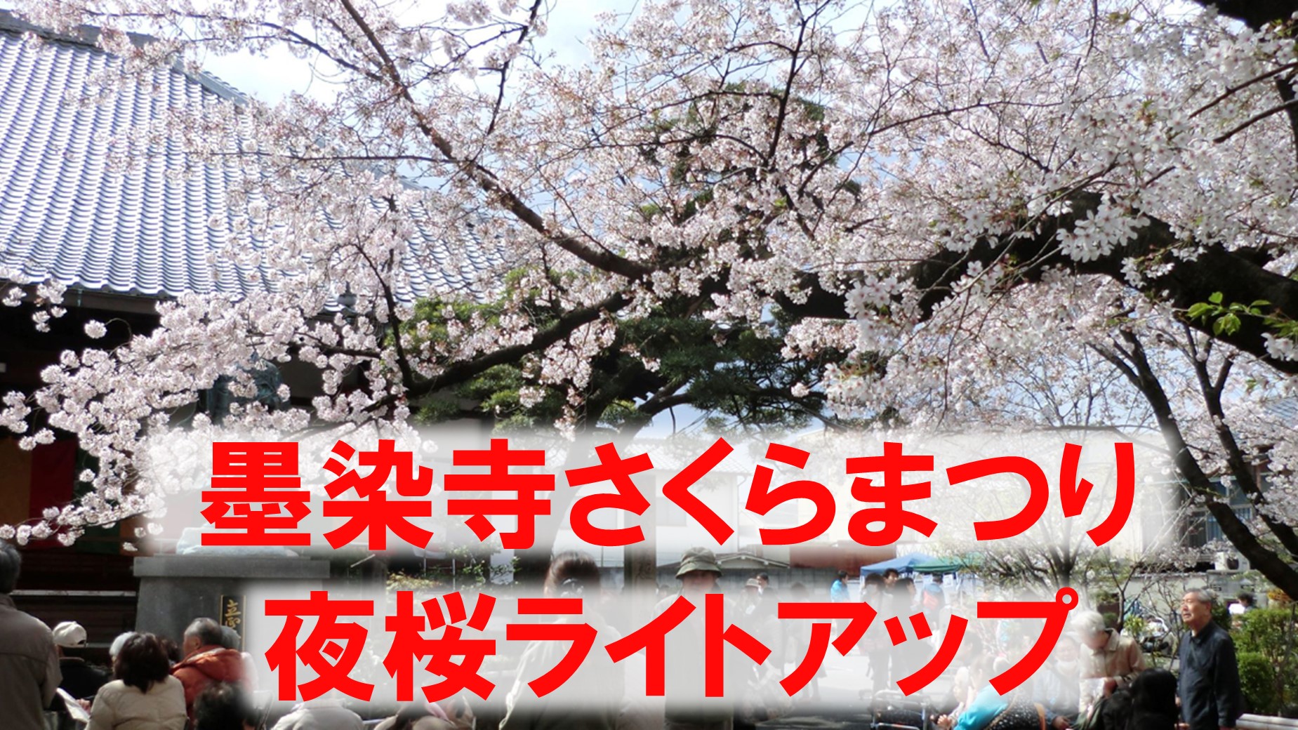 墨染寺さくらまつり( 2024年3月31日)夜桜ライトアップは3月22日から（伏見深草） - 住むまち伏見